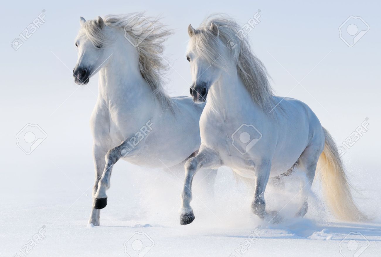 Download White Horse Images Free Nomer 35