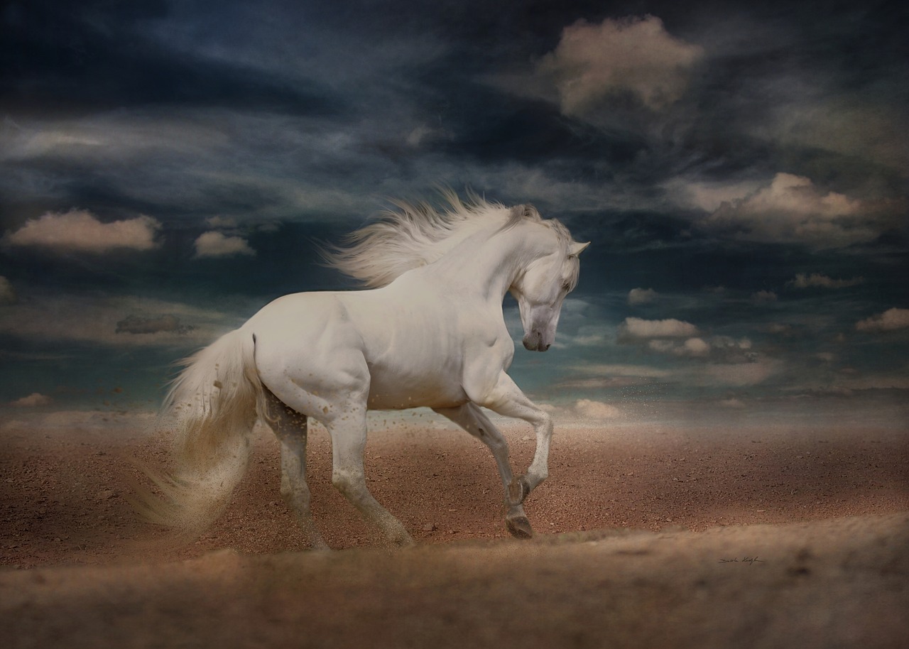 Detail White Horse Images Free Nomer 39