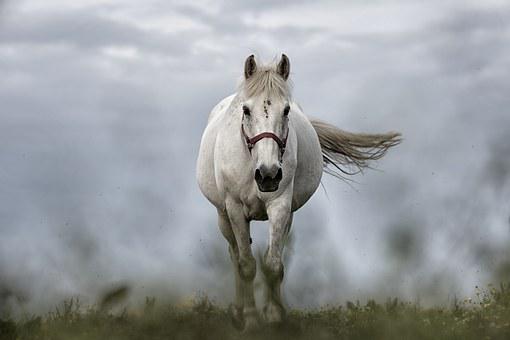 Detail White Horse Images Free Nomer 5