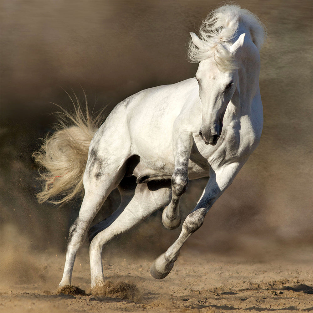 Detail White Horse Images Free Nomer 47