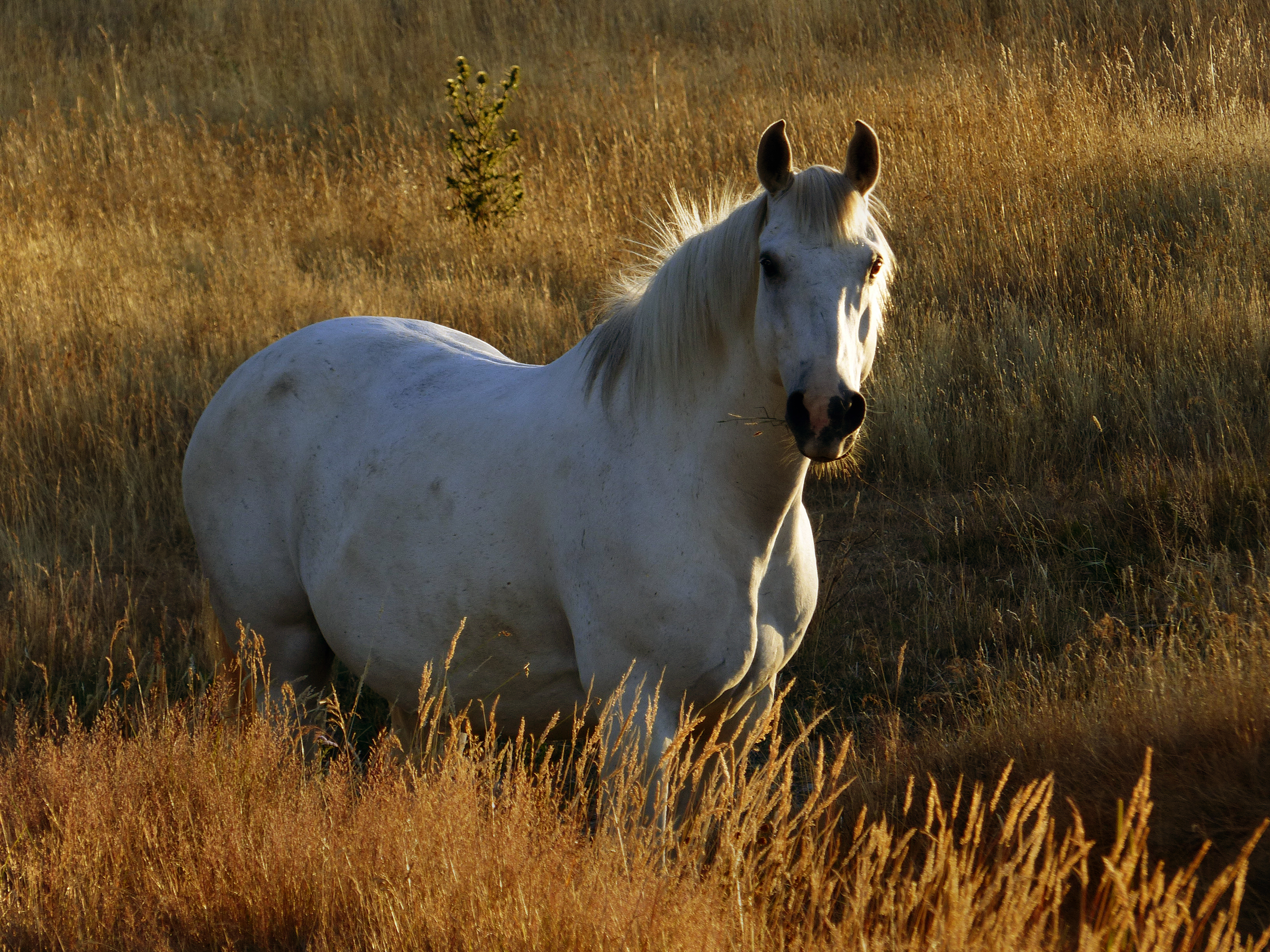 Detail White Horse Images Free Nomer 50