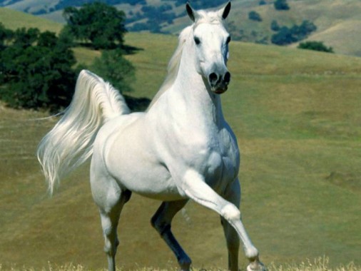 Detail White Horse Images Free Nomer 54