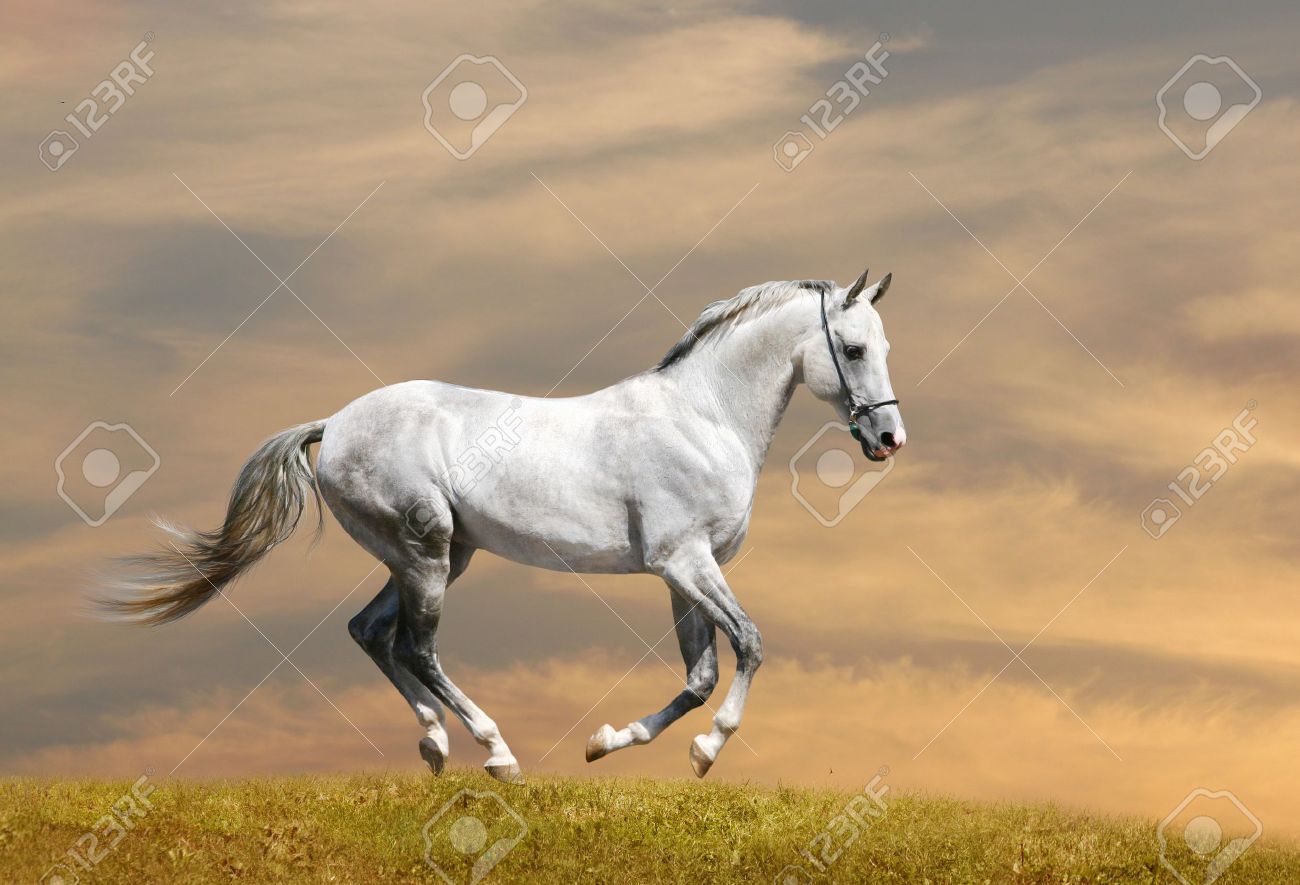 Detail White Horse Images Free Nomer 56