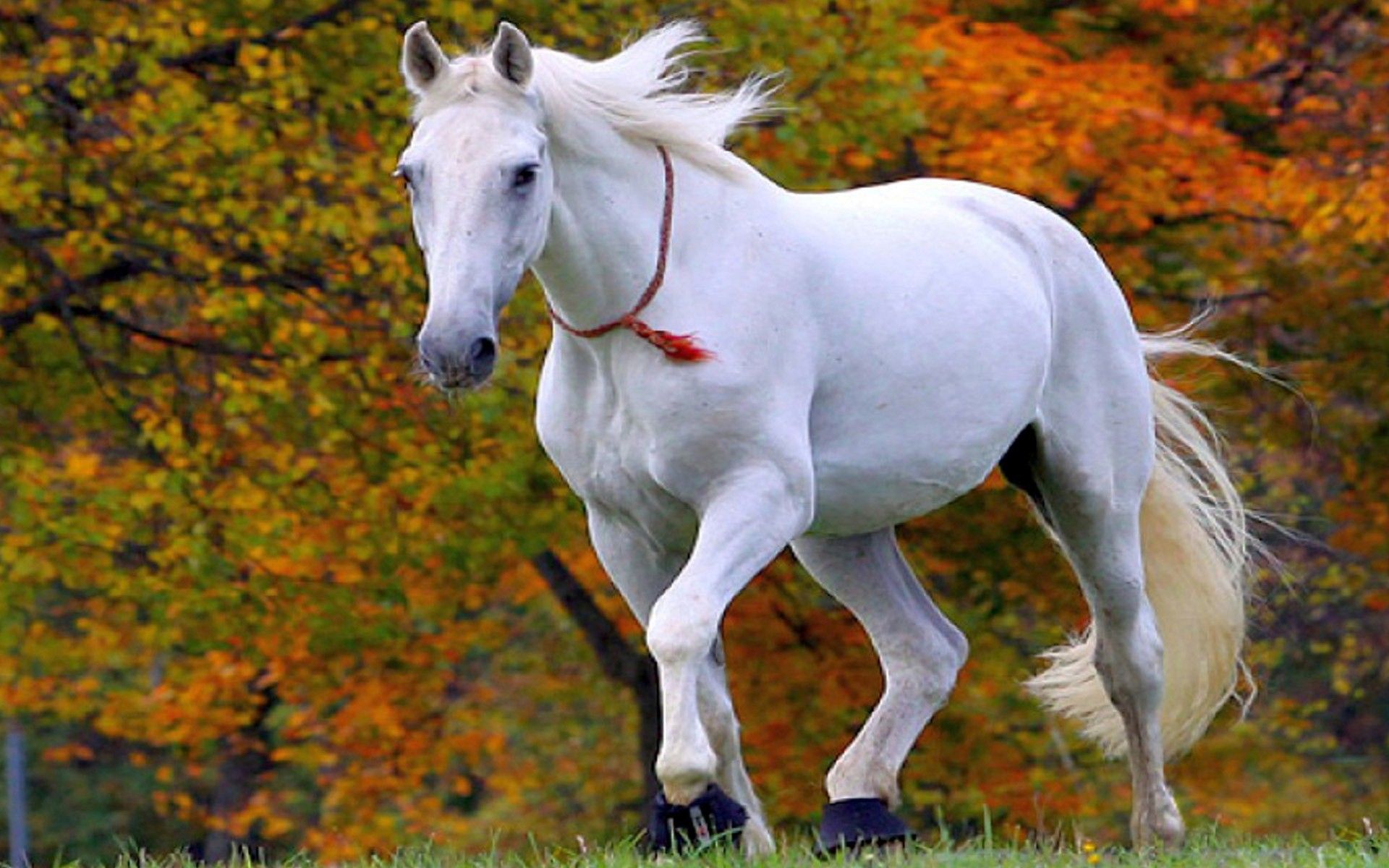 Detail White Horse Images Free Nomer 7