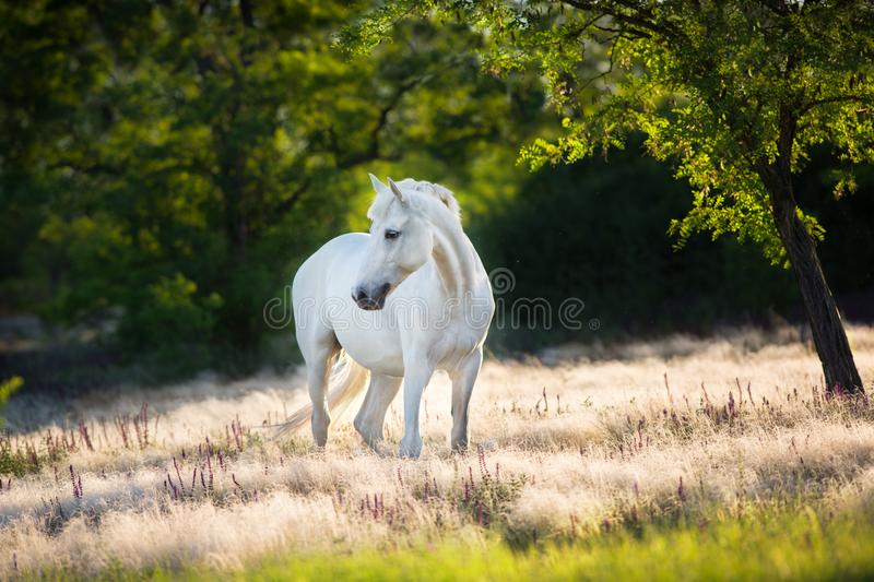 Detail White Horse Images Free Nomer 8