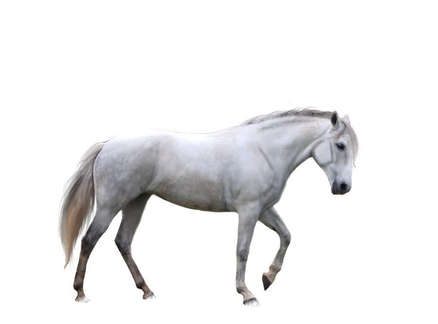 Detail White Horse Png Nomer 2