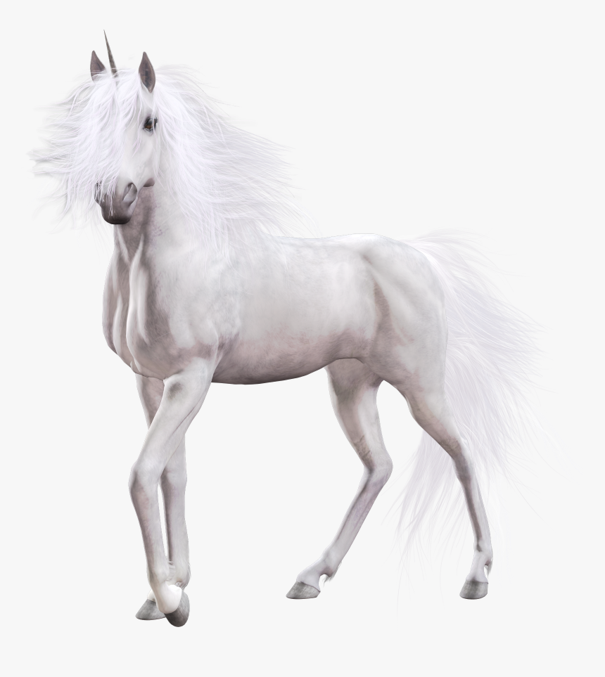 Detail White Horse Png Nomer 21