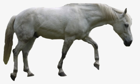 Detail White Horse Png Nomer 31