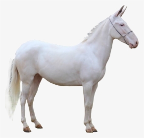 Detail White Horse Png Nomer 33