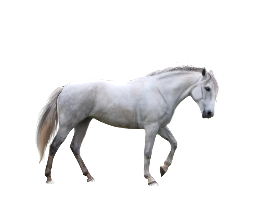 Detail White Horse Transparent Nomer 12