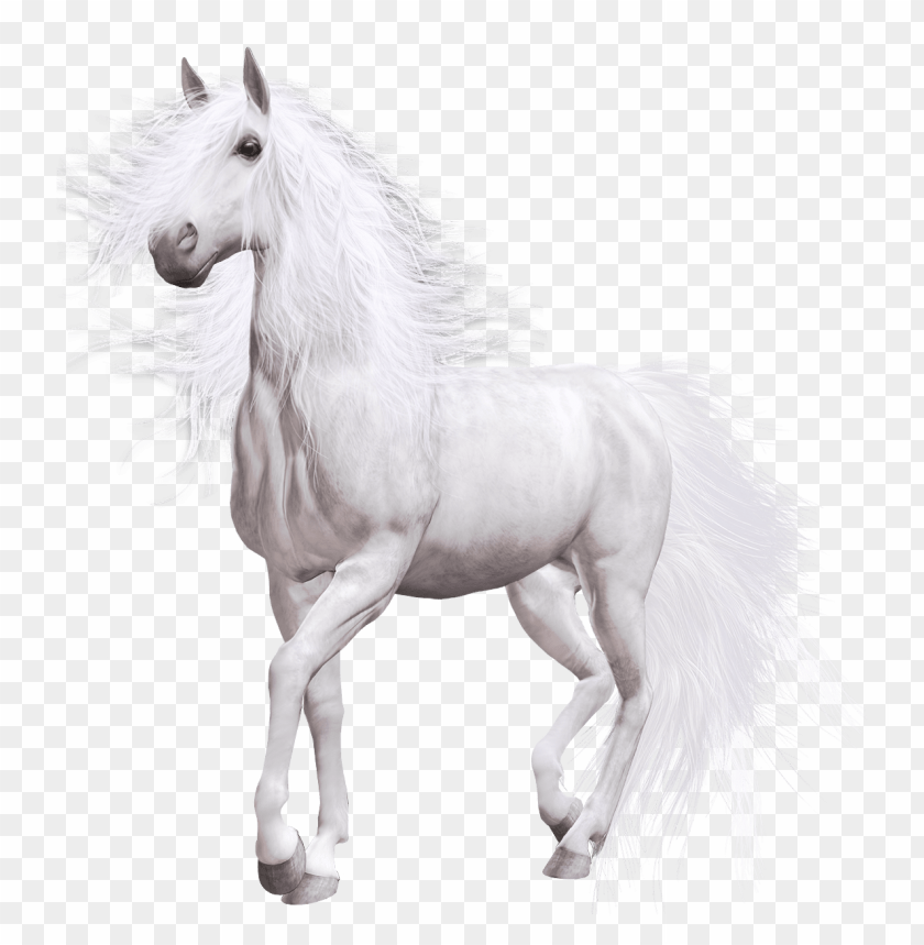 Detail White Horse Transparent Nomer 4