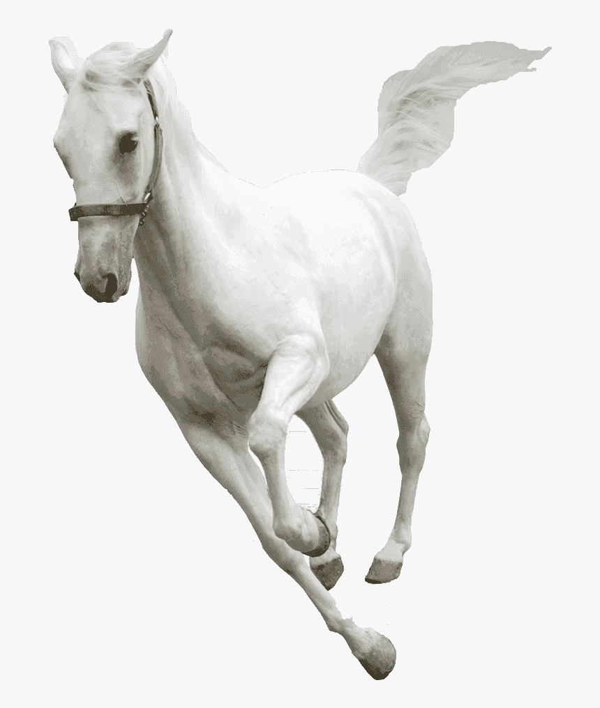 Detail White Horse Transparent Nomer 6