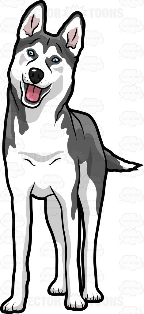 Detail White Husky Clipart Nomer 15