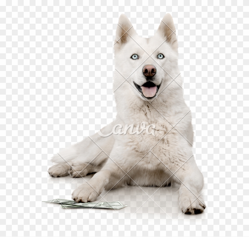 Detail White Husky Clipart Nomer 3