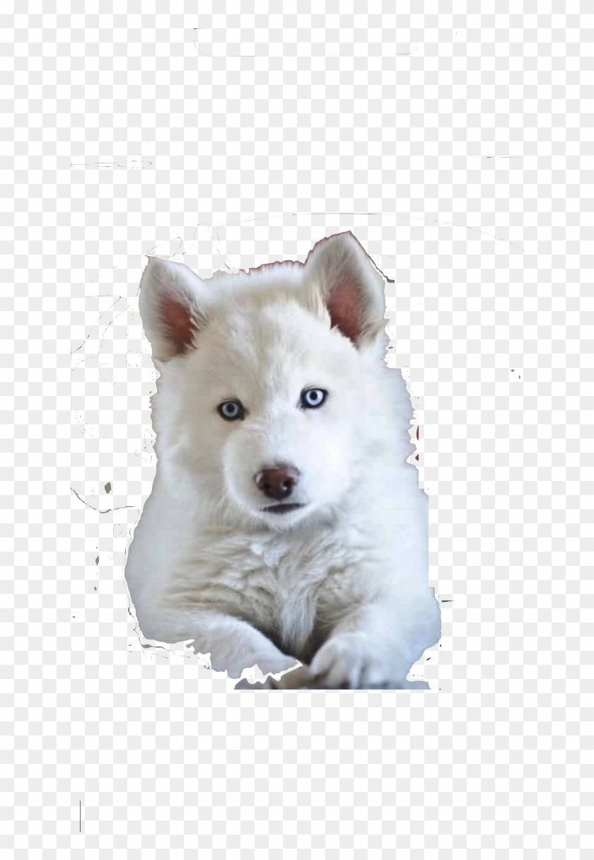 Detail White Husky Clipart Nomer 6