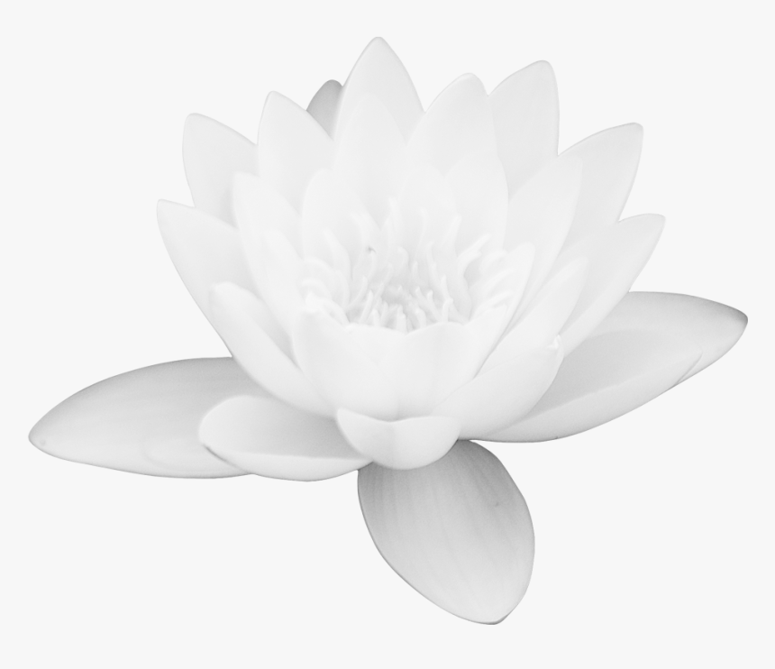 White Lotus Flower Png - KibrisPDR