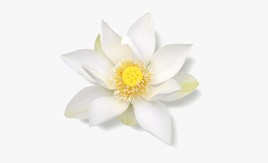 Detail White Lotus Flower Png Nomer 2