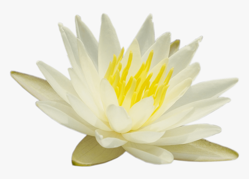 Detail White Lotus Flower Png Nomer 11