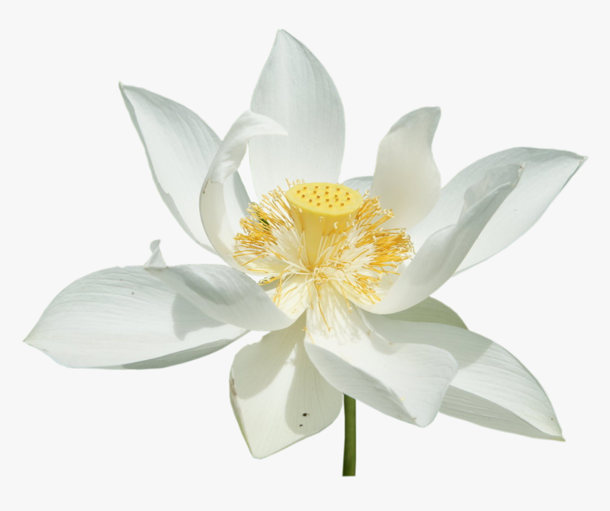 Detail White Lotus Flower Png Nomer 18