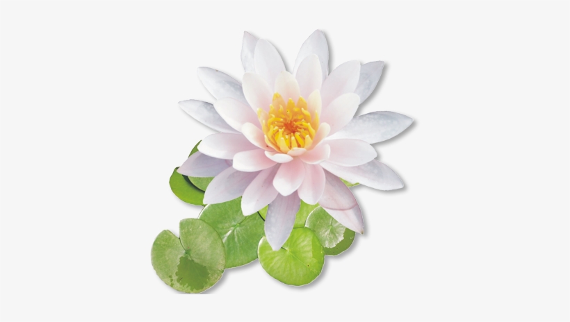 Detail White Lotus Flower Png Nomer 3