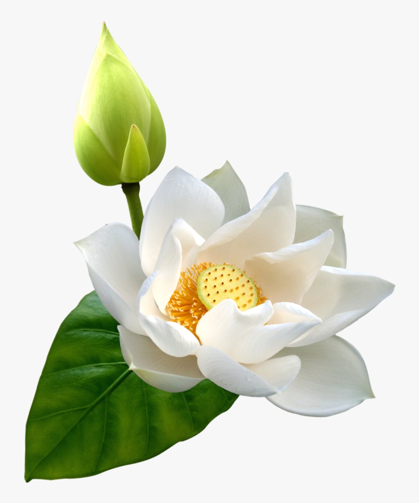 Detail White Lotus Flower Png Nomer 4