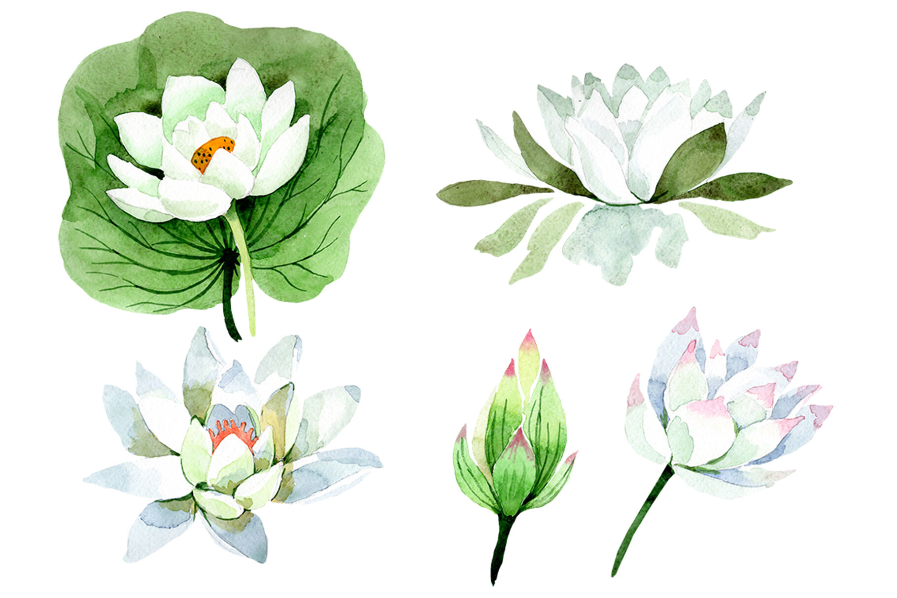 Detail White Lotus Flower Png Nomer 35