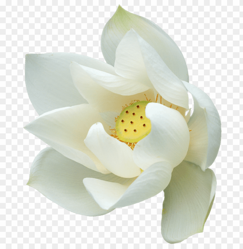 Detail White Lotus Flower Png Nomer 41