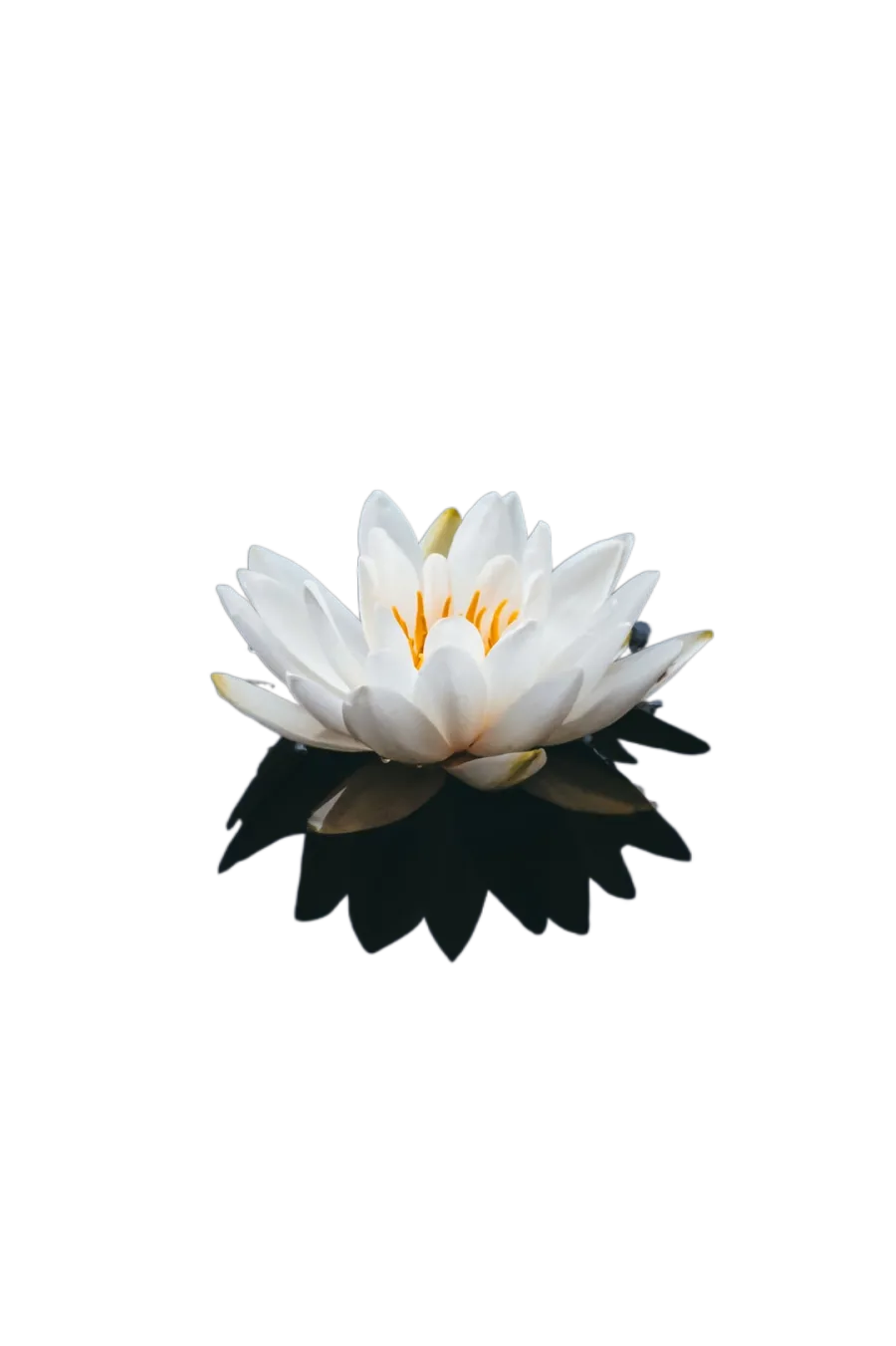 Download White Lotus Flower Png Nomer 45