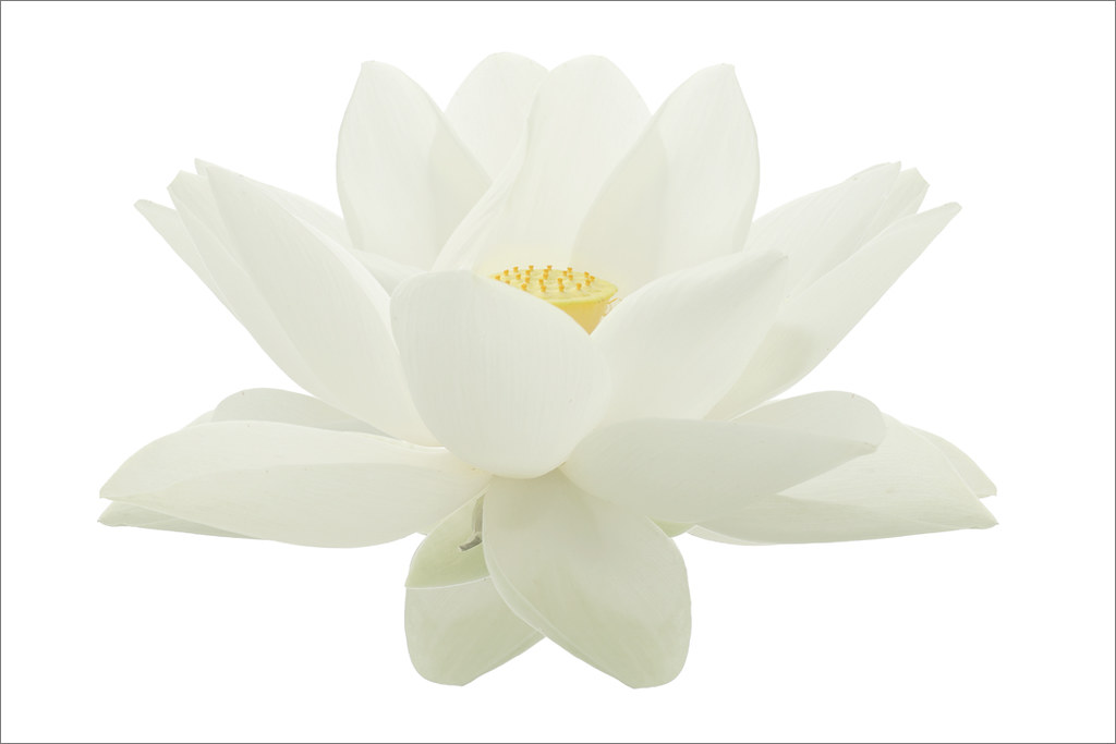 Detail White Lotus Flower Png Nomer 55