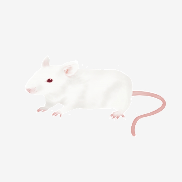 Detail White Mouse Png Nomer 21