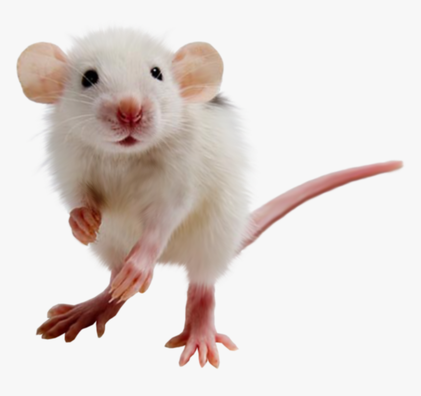 Detail White Mouse Png Nomer 4