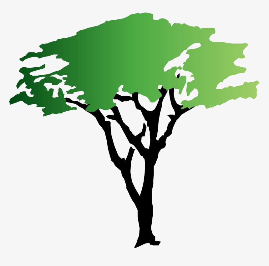 Acacia Tree Of Life - KibrisPDR