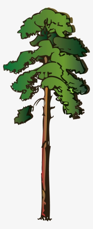 Detail Acacia Tree Of Life Nomer 11