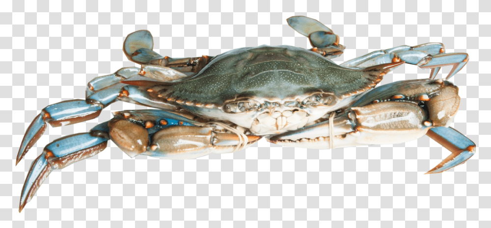 Detail Download Crab Nomer 31