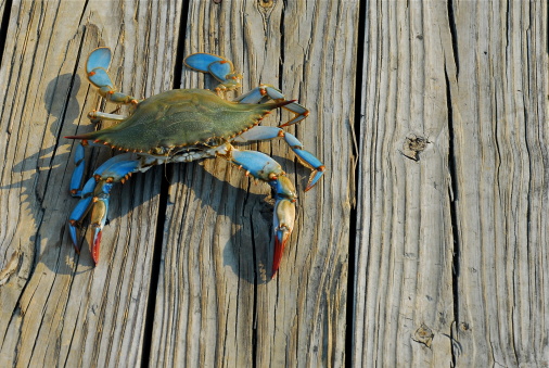 Detail Download Crab Nomer 49