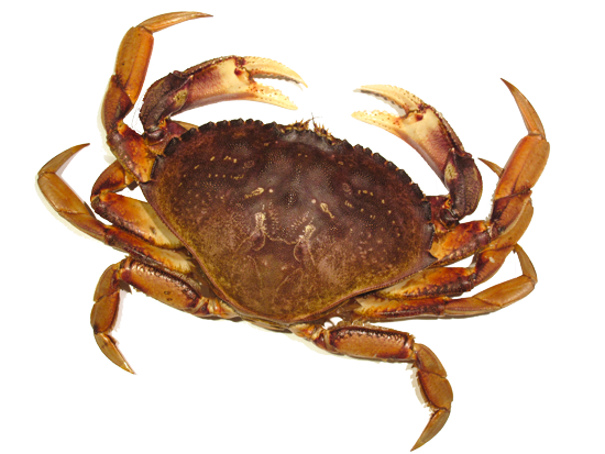 Detail Download Crab Nomer 52
