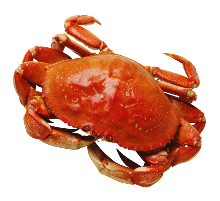 Detail Download Crab Nomer 7