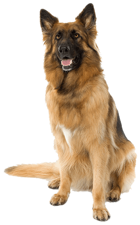 Download Download Dogs Nomer 13