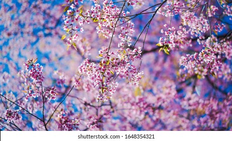 Detail Download Flower Pictures Nomer 49