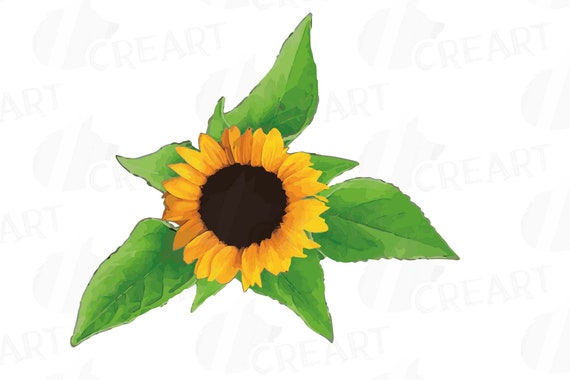 Detail Sonneblume Clipart Nomer 16