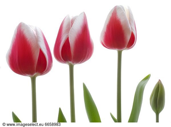 Detail Verwelkte Tulpen Nomer 17