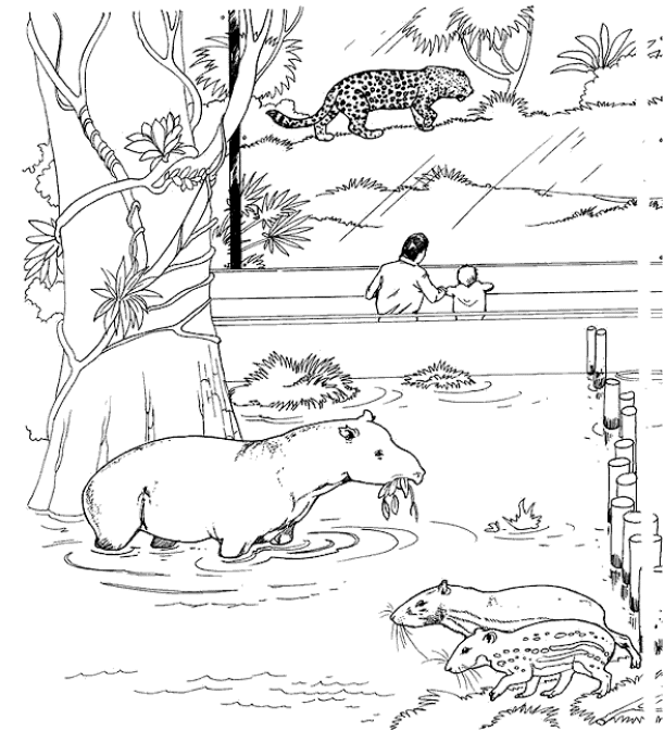 Detail Sketsa Gambar Kebun Binatang Nomer 38