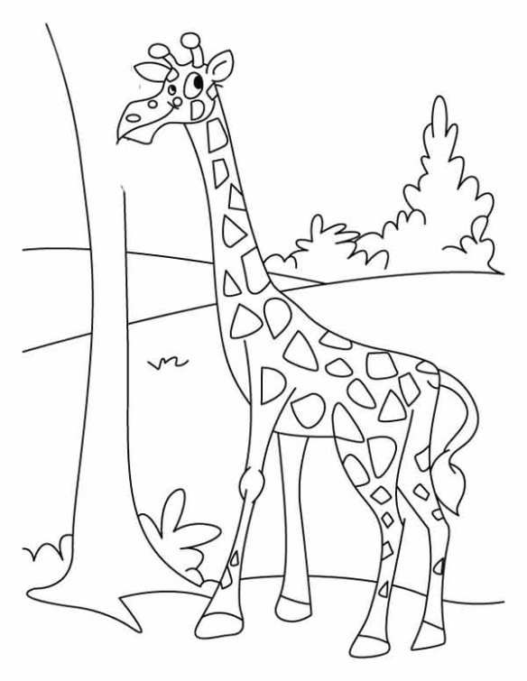 Detail Sketsa Gambar Kebun Binatang Yang Mudah Nomer 34