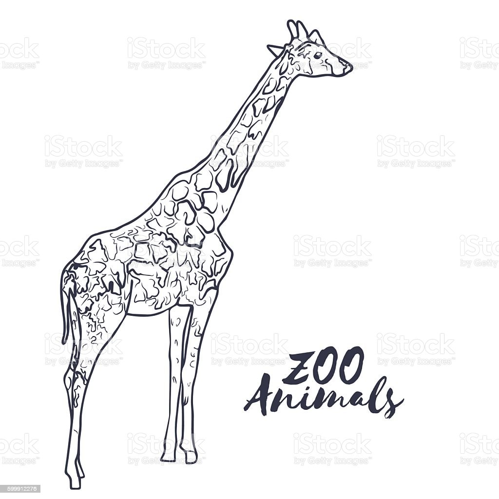 Detail Sketsa Gambar Kebun Binatang Yang Mudah Nomer 47