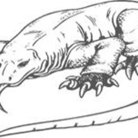 Detail Sketsa Gambar Komodo Nomer 47