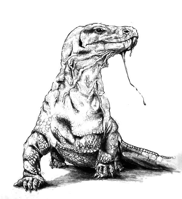 Detail Sketsa Gambar Komodo Nomer 7