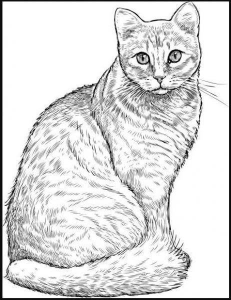 Detail Sketsa Gambar Kucing Nomer 16