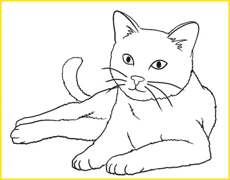 Detail Sketsa Gambar Kucing Lucu Nomer 49