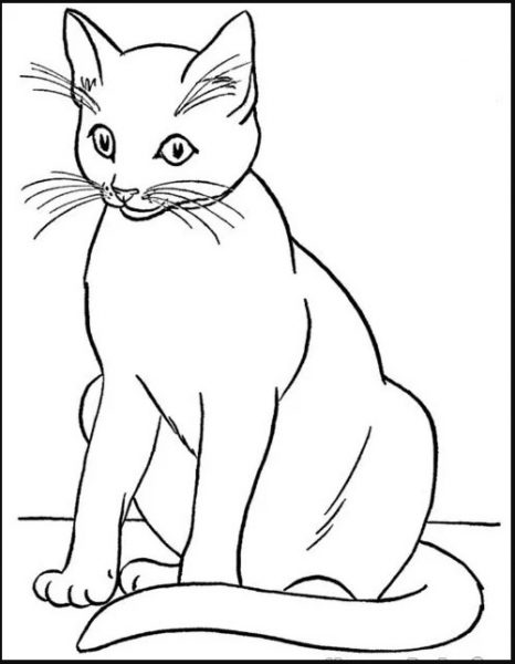 Detail Sketsa Gambar Kucing Sederhana Nomer 28