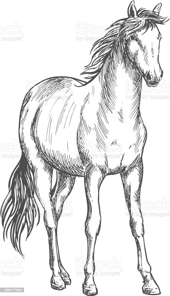 Detail Sketsa Gambar Kuda Nomer 24